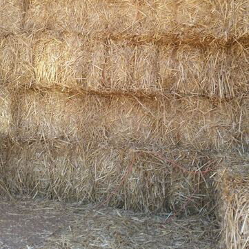 10665816-743194379051228-1150406721096144206-n Wheat Straw